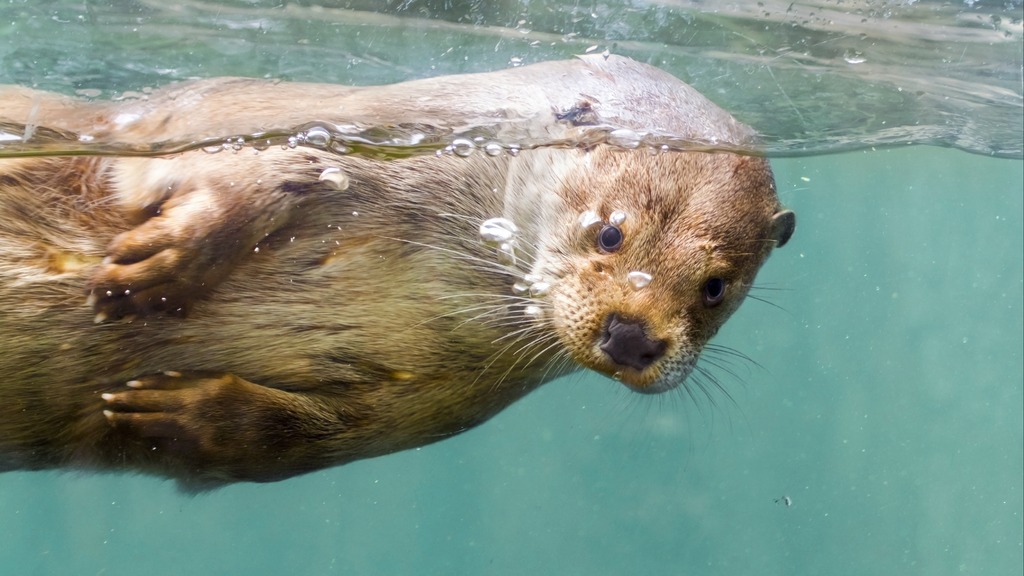 Otter in AQUA Aquarium and Wildlife Zoo in Silkeborg, Denmark