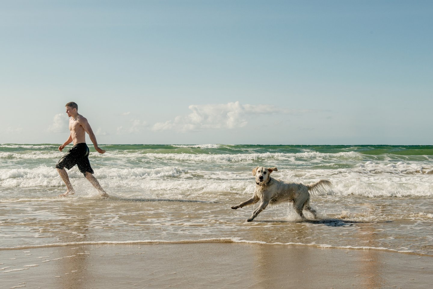 Dog at the beach of Løkken