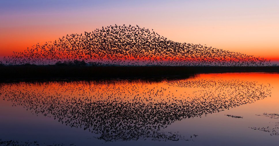 Naturspektakel Schwarze Sonne im Nationalpark Wattenmeer an der Süddänischen Nordsee