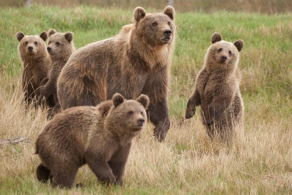 Skandinavisk Dyrepark