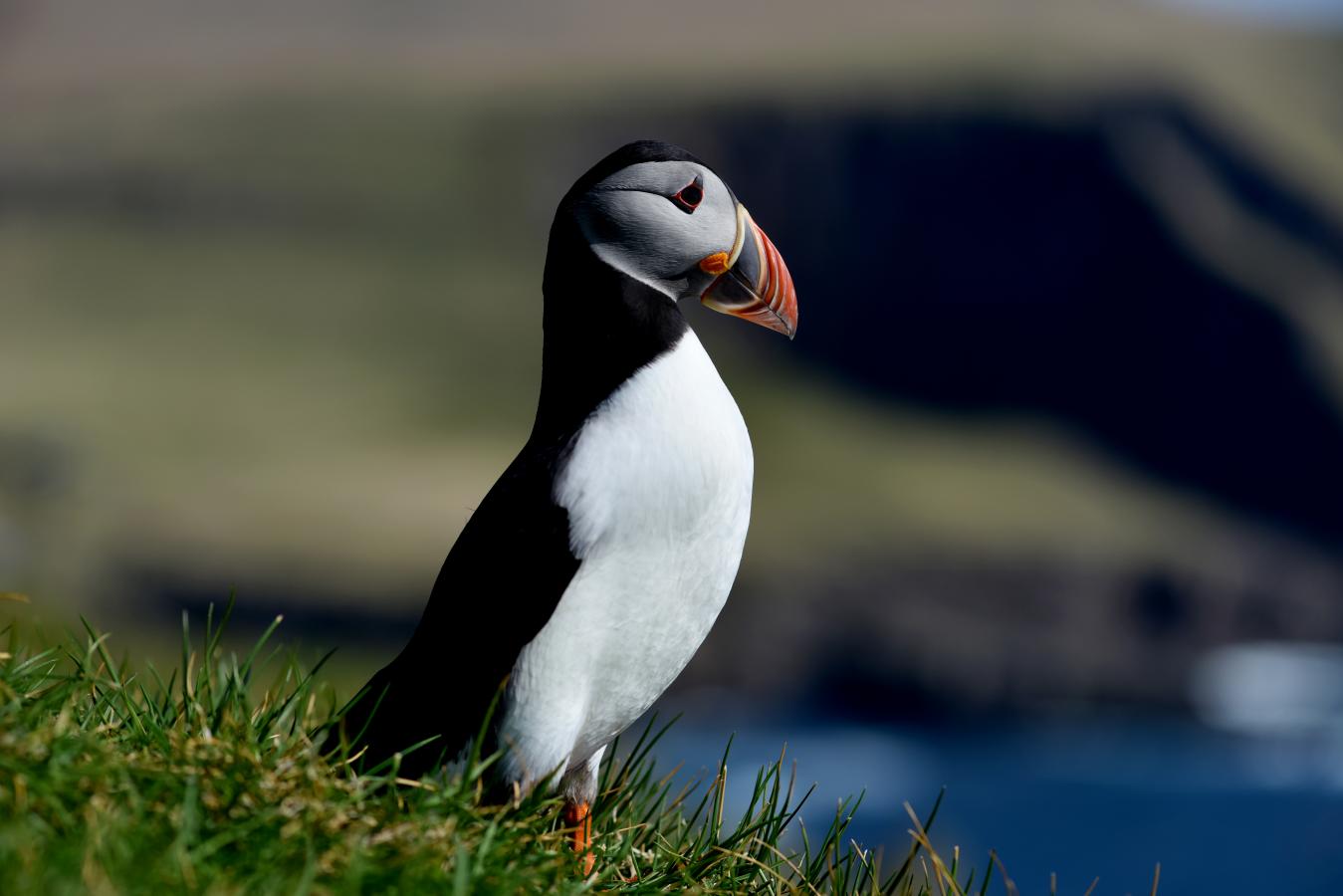 Puffin on Faroe Islands