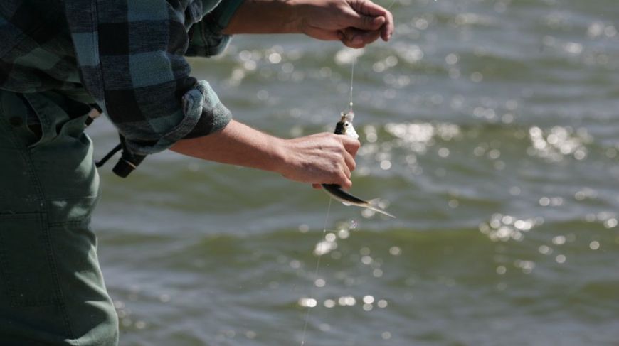 Herring Festival. Foto: Ringkøbing Fjord Turisme