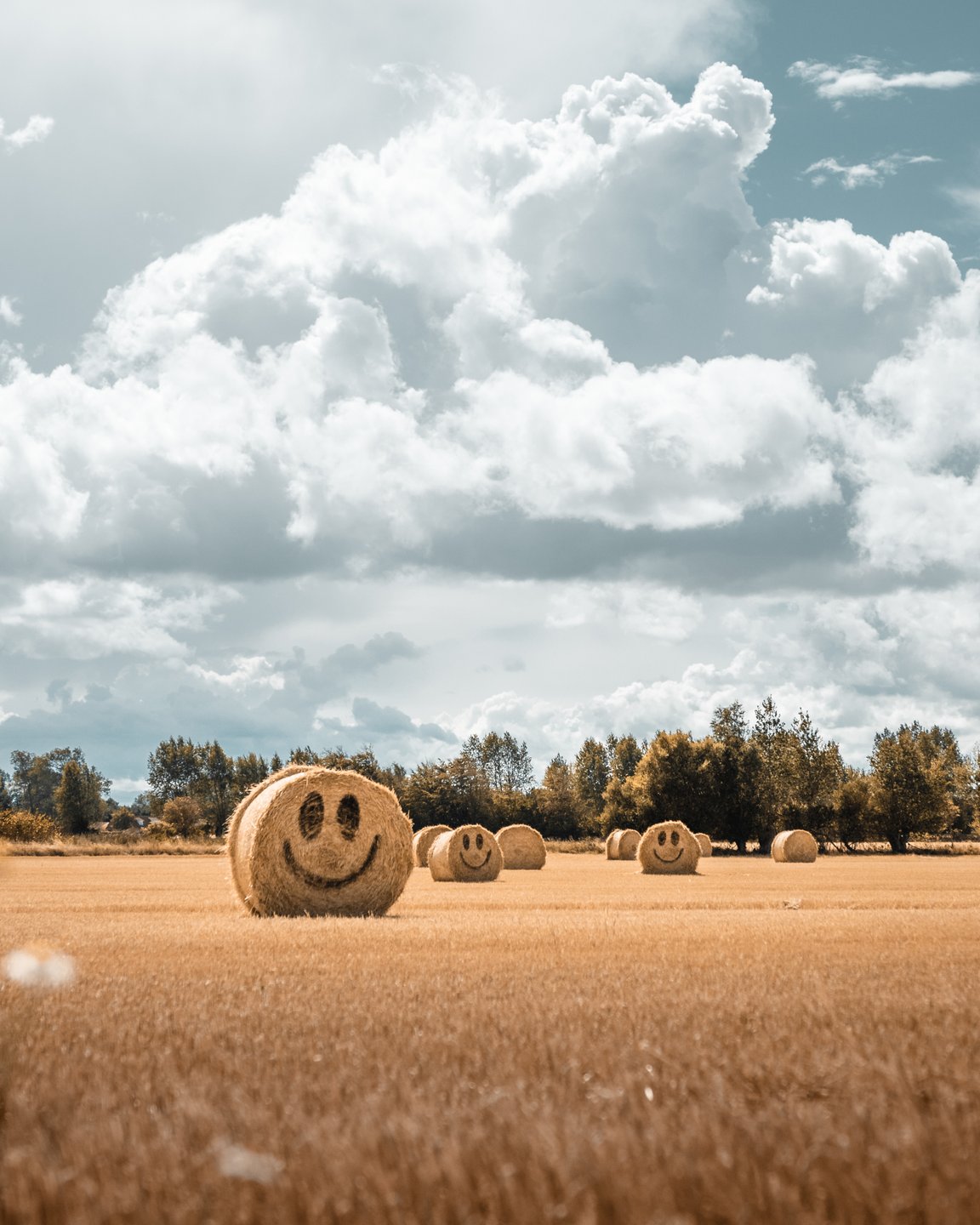 Smiling hay stacks on Fyn, Denmark