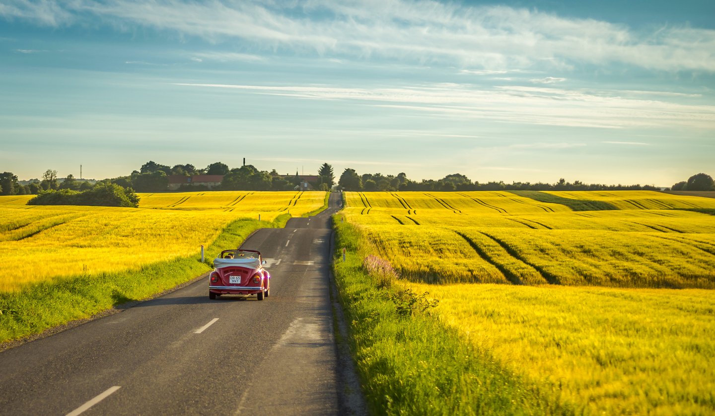 Yellow rapeseed fields close to Aarhus in Denmark