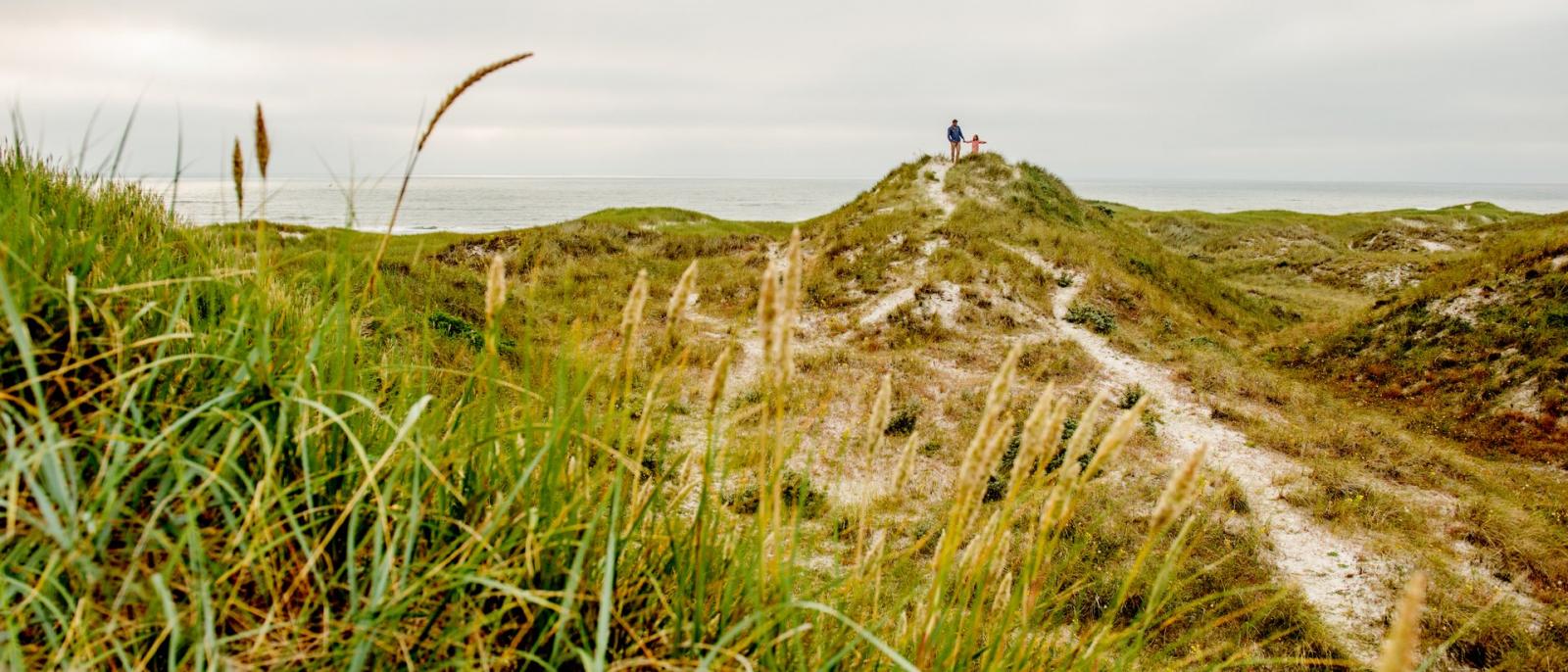 Bild von den Dünen und dem Wasser in Henne Strand