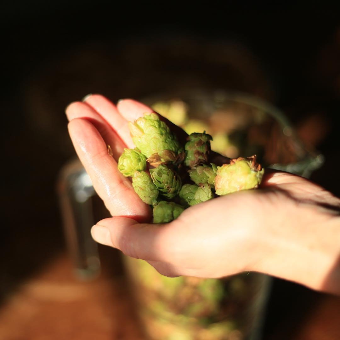 Frischer Hopfen der Bøgedal Brauerei