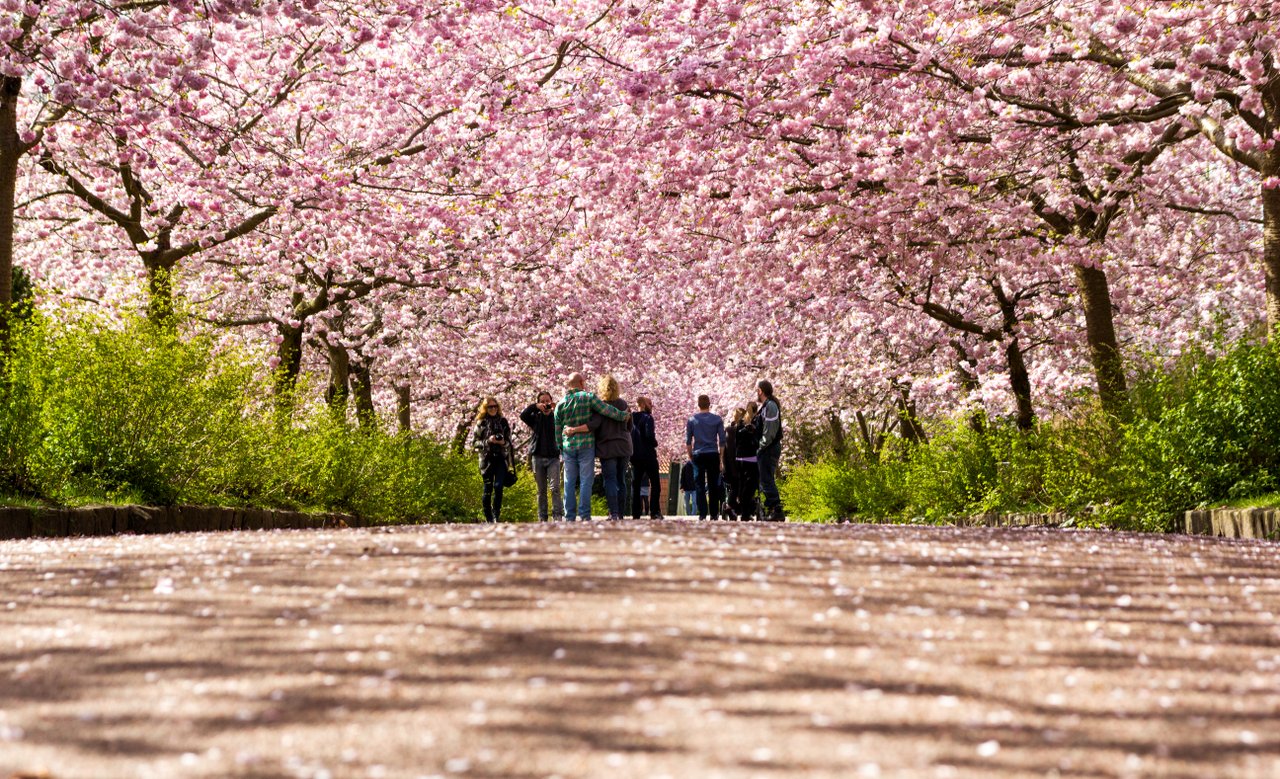 Cherry blossom in Copenhagen