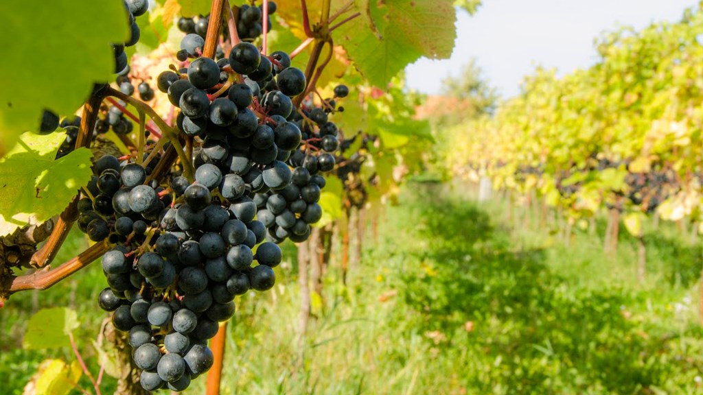 Weinreben vom Glenholm Weingut