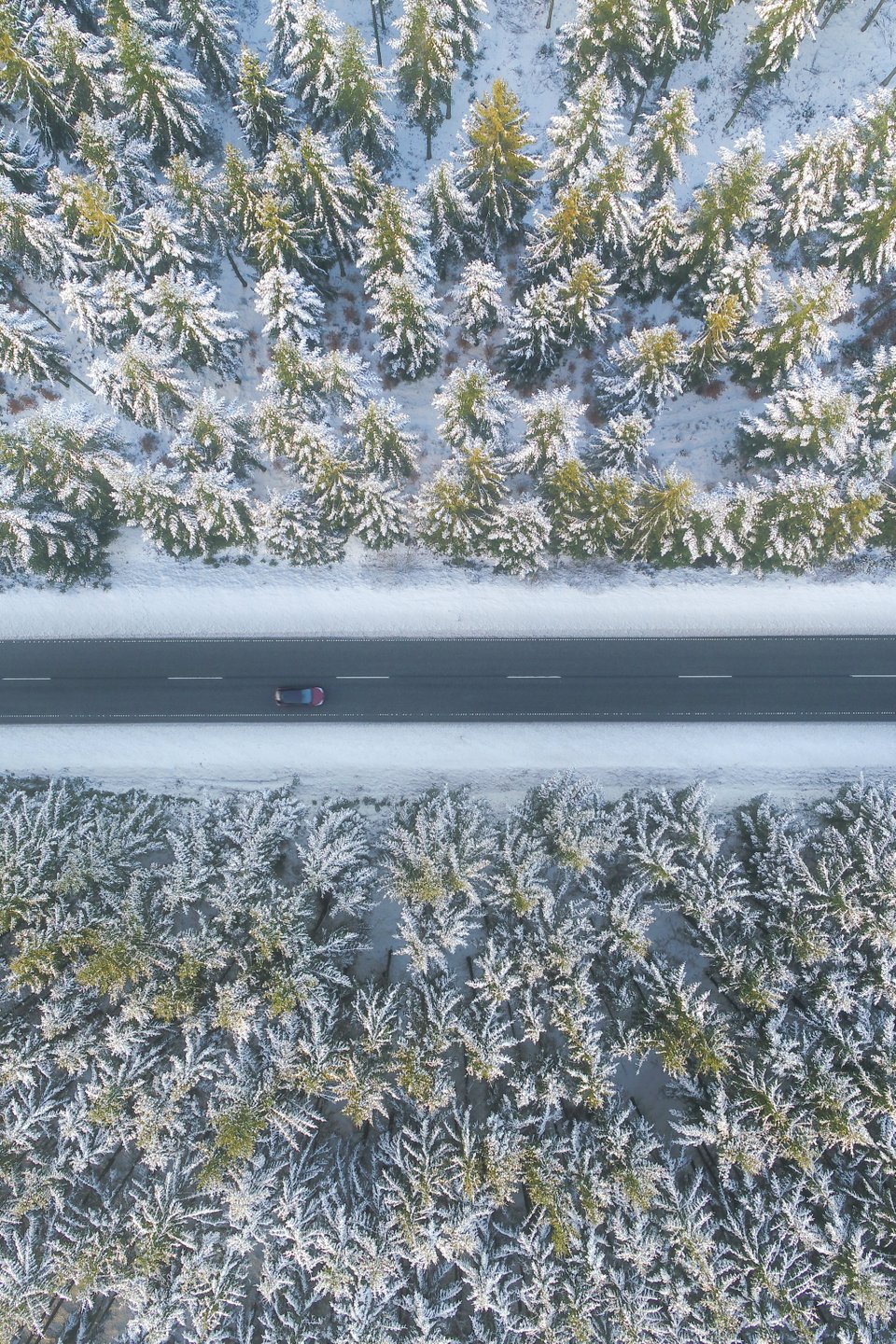 En tilsneet vej gennem skoven ved Fjerritslev.