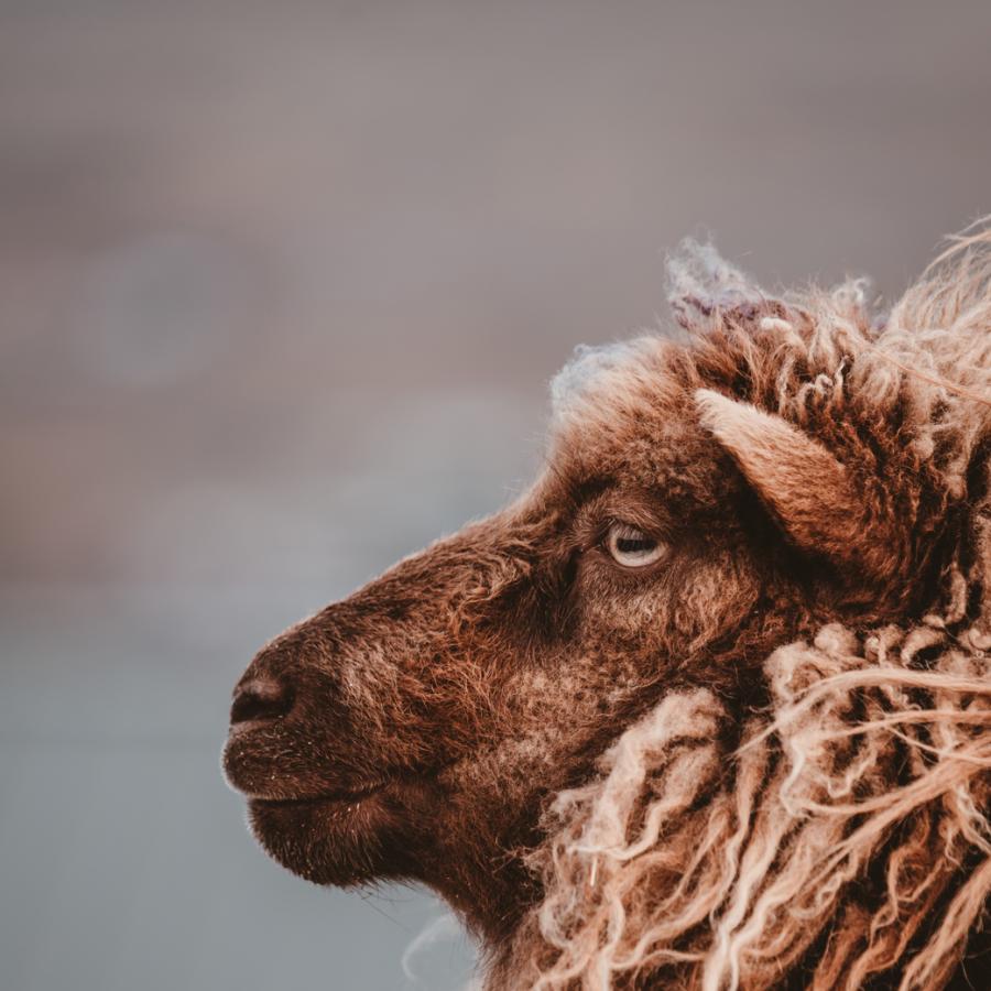 A brown sheep looking wistful on the Faroe Islands - Isole Faroe