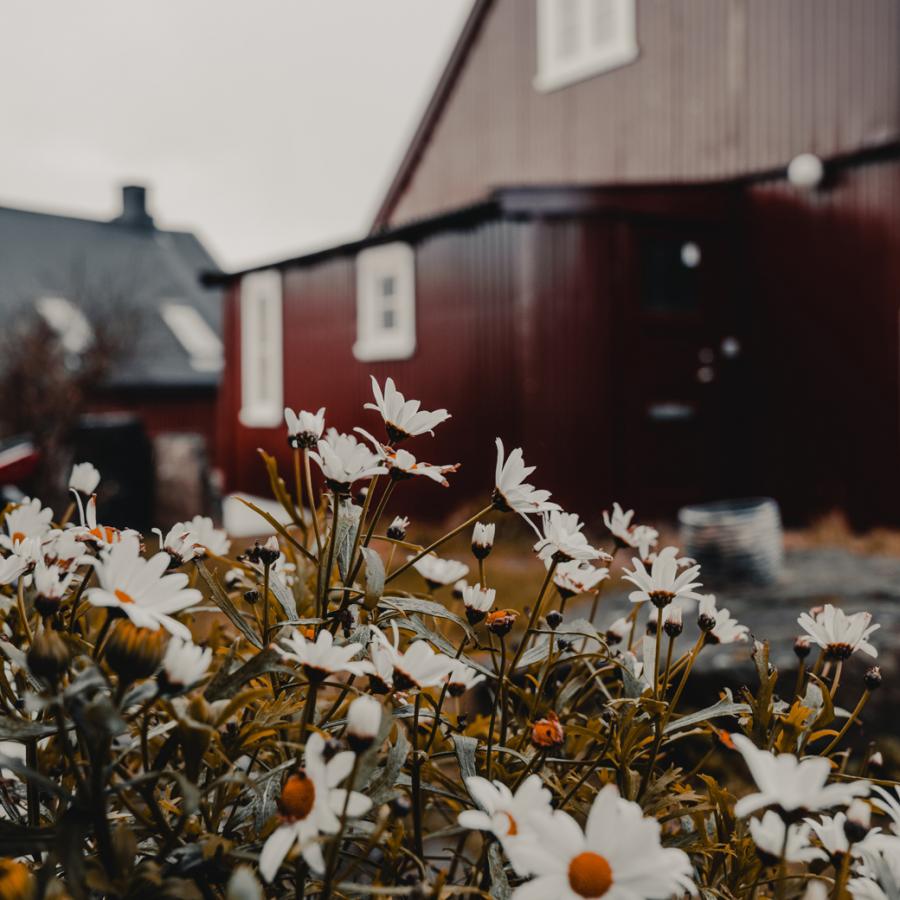 Red Faroe Islands house with white and orange flowers - Isole Faroe
