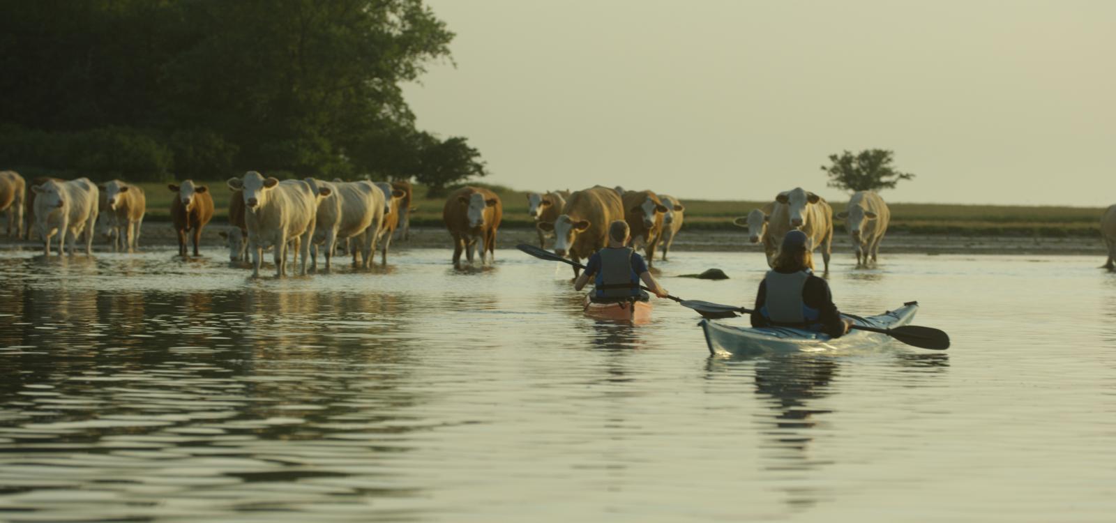 Cows and kayaks in Roskilde Fjord