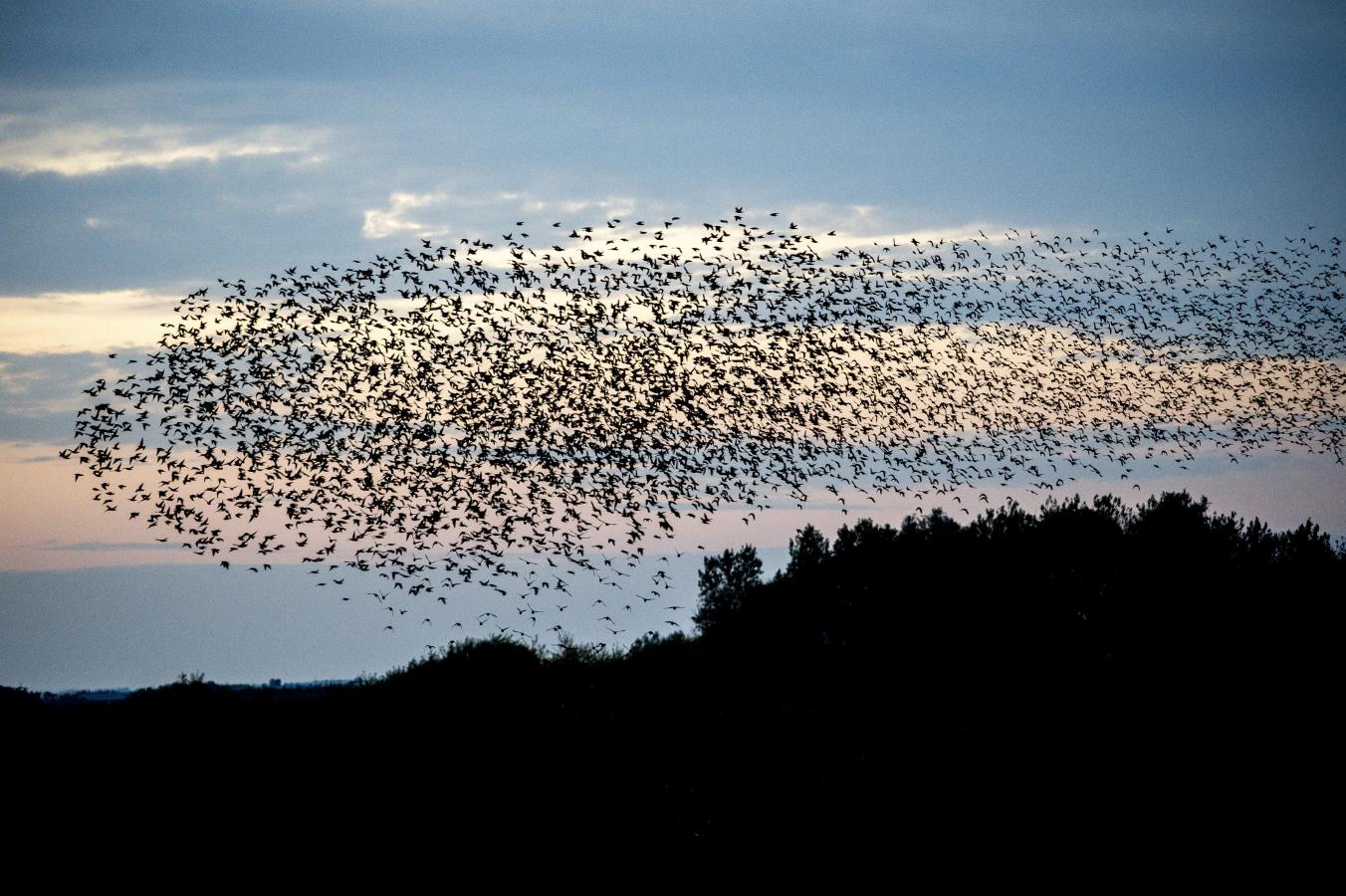 Das Naturphänomen Sort Sol ("Schwarze Sonne") an der Süddänischen Nordsee