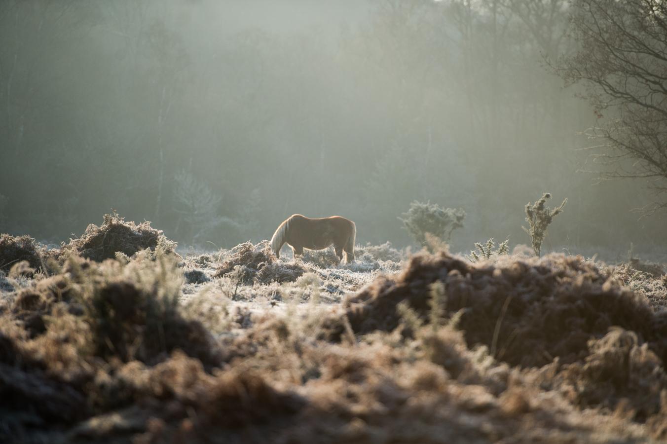 horses in a misty field