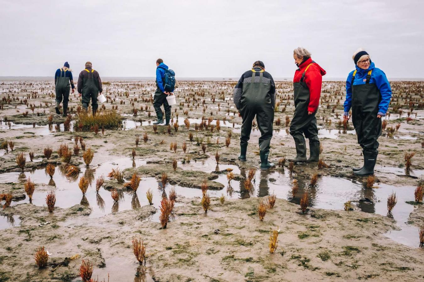 Austernsafari im Wattenmeer an der Süddänischen Nordsee