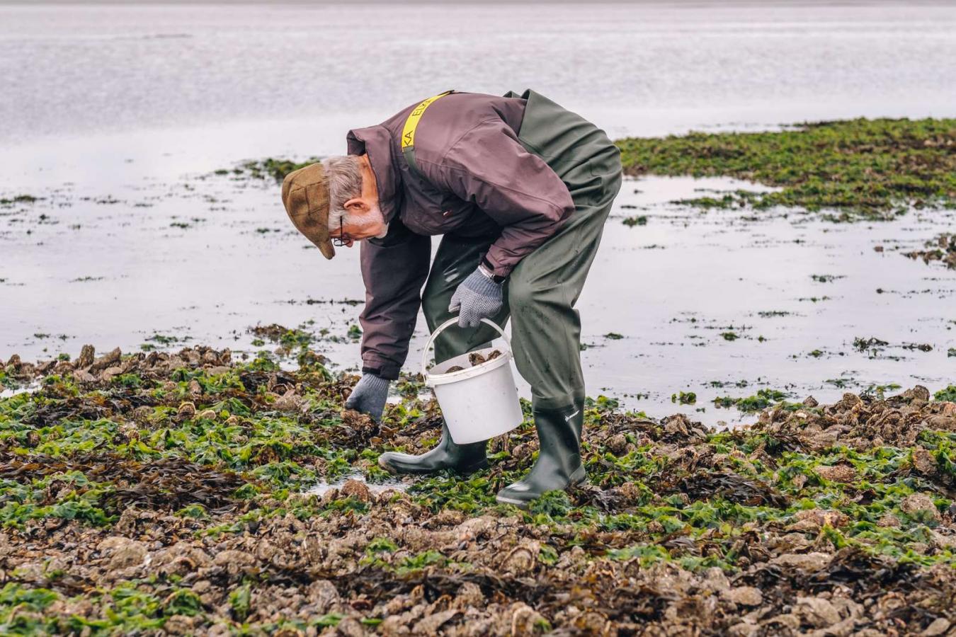 Austernernte im Nationalpark Wattenmeer an der Süddänischen Nordsee