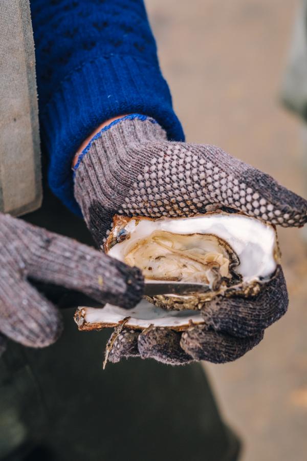Austern aus dem Wattenmeer an der Süddänischen Nordsee