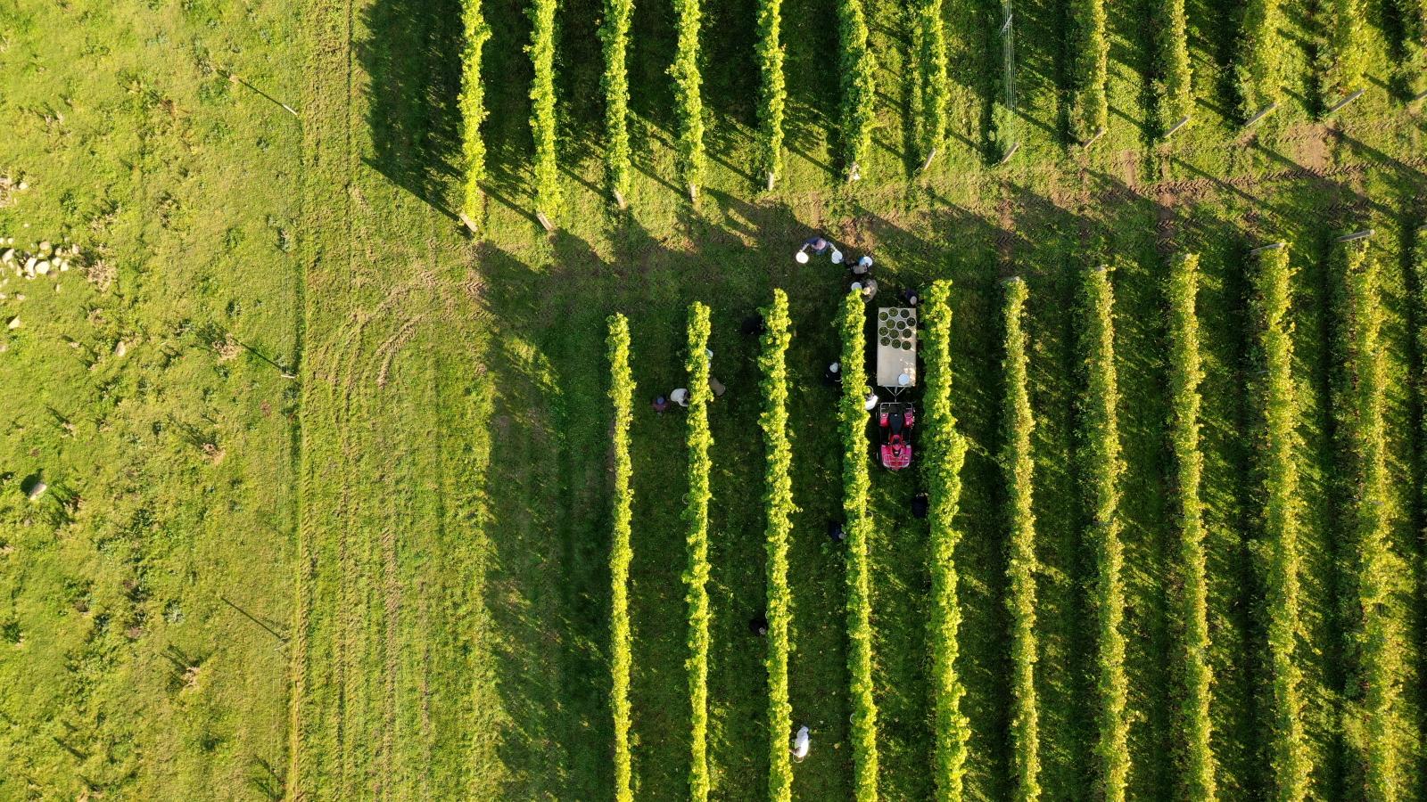 Weinreben in Westseeland an der Dänischen Ostsee