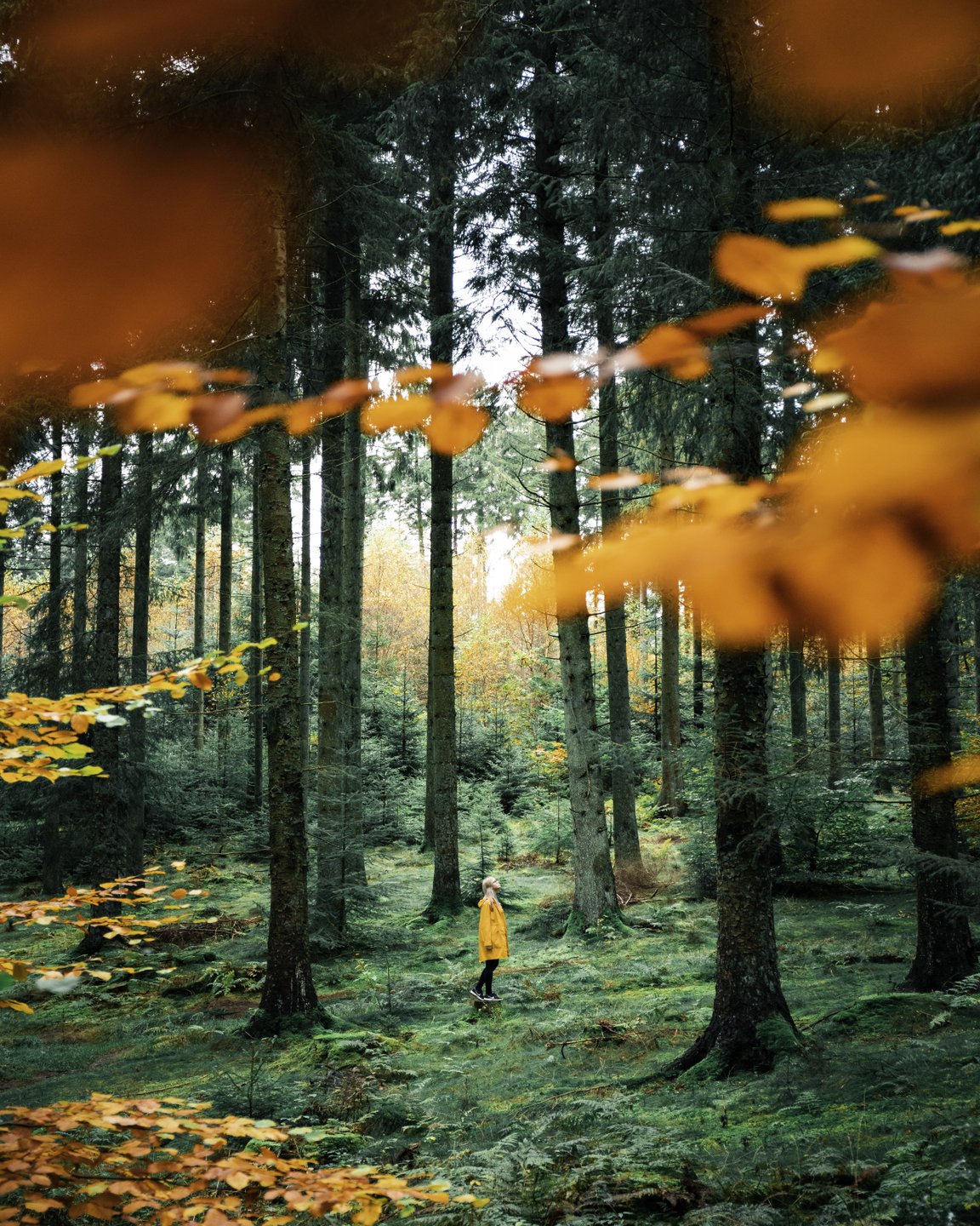 Woman in Rold Forest in autumn, Himmerland, North Jutland