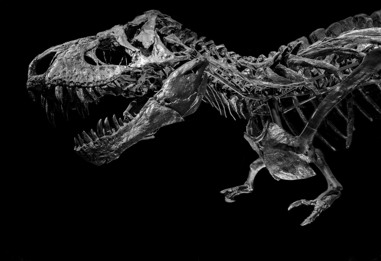 A T Rex fossil in full