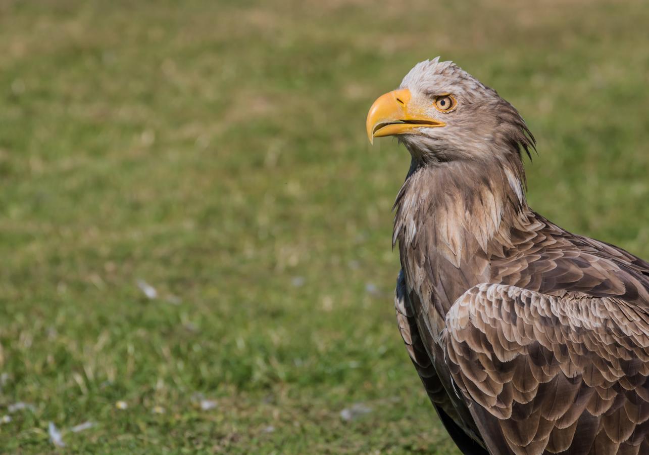 A white tailed eagle
