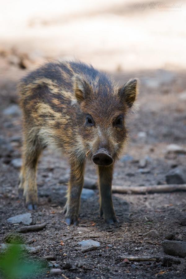 A young wild boar on a forest trail