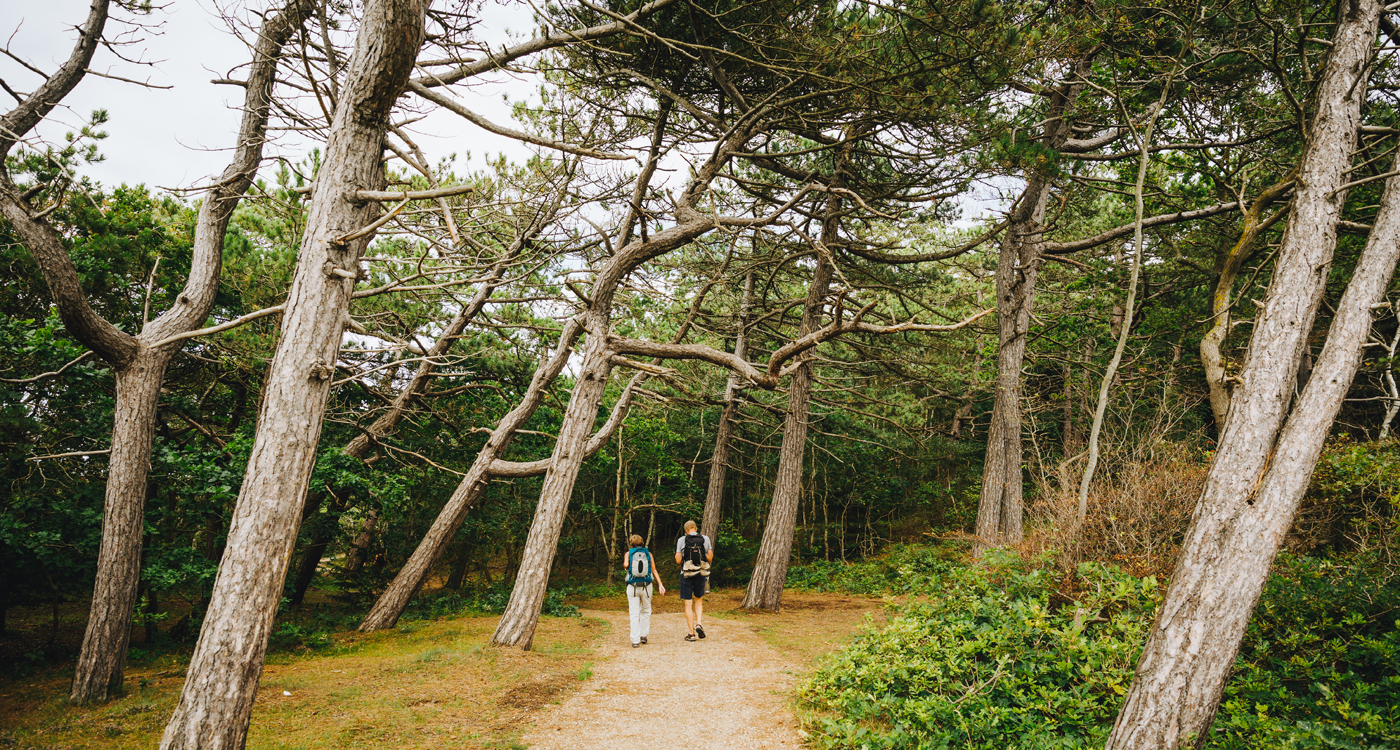 Troldskoven troll forest in Tisvildelej North Zealand