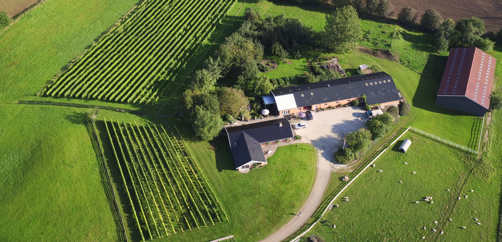 Das Weingut Ørby Vingård in Nordseeland an der Dänischen Ostsee