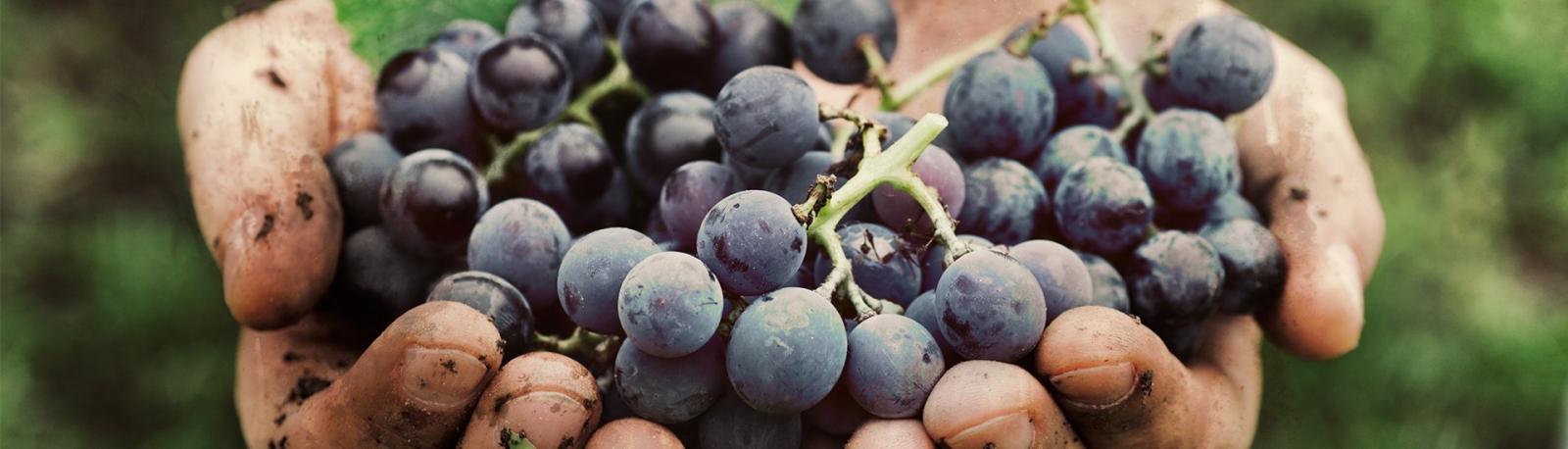 Weintrauben im Weingut Annisse Vingård in Nordseeland an der dänischen Ostsee