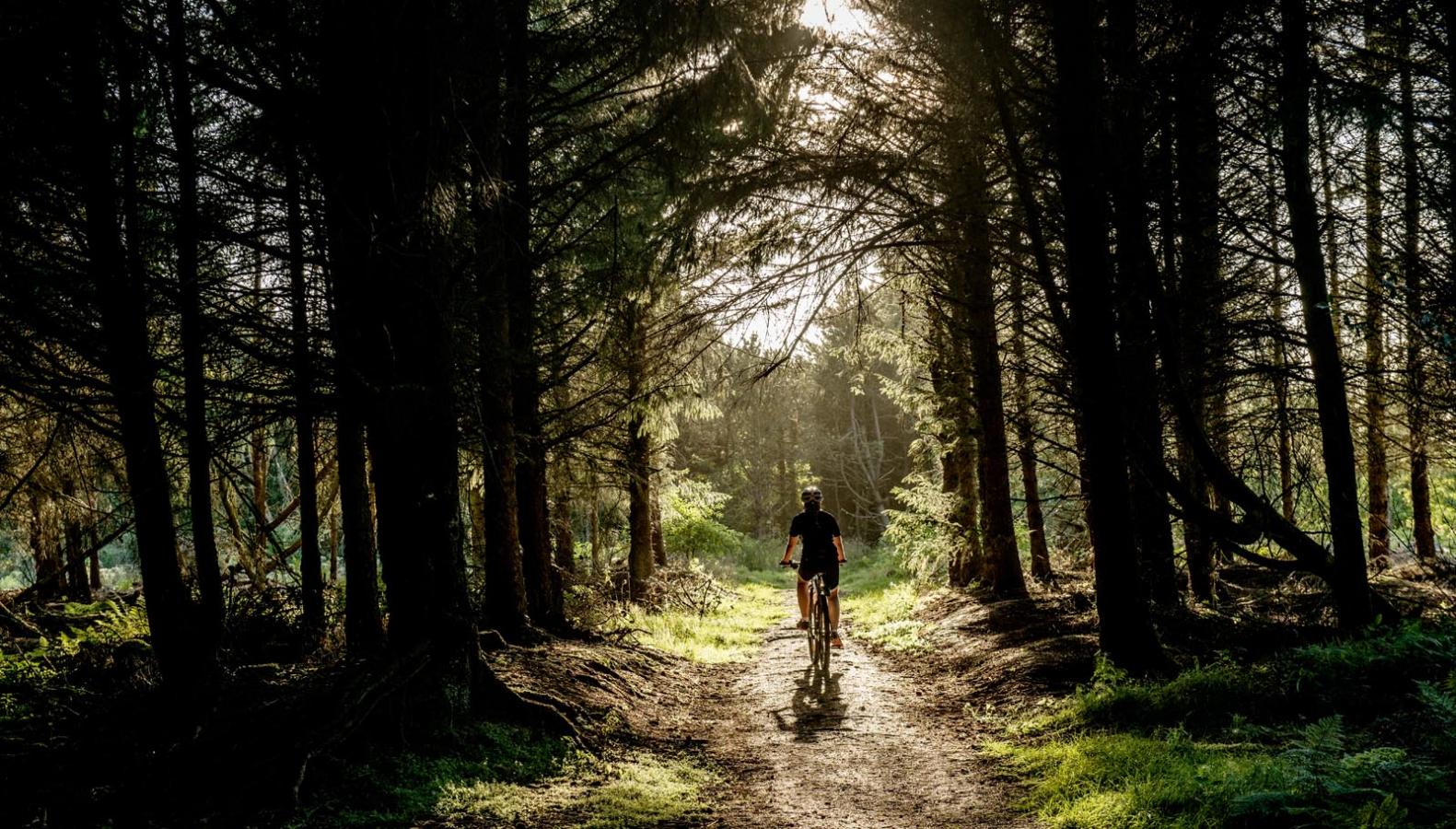 Testa mountainbike i Nordjyllands vackra skogar