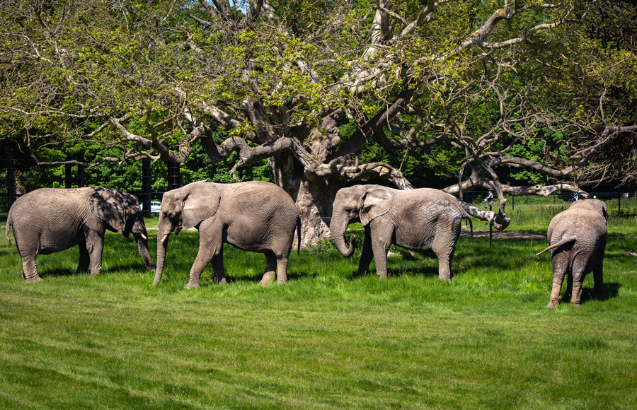 Glamping with elephants - Knuthenborg safaripark