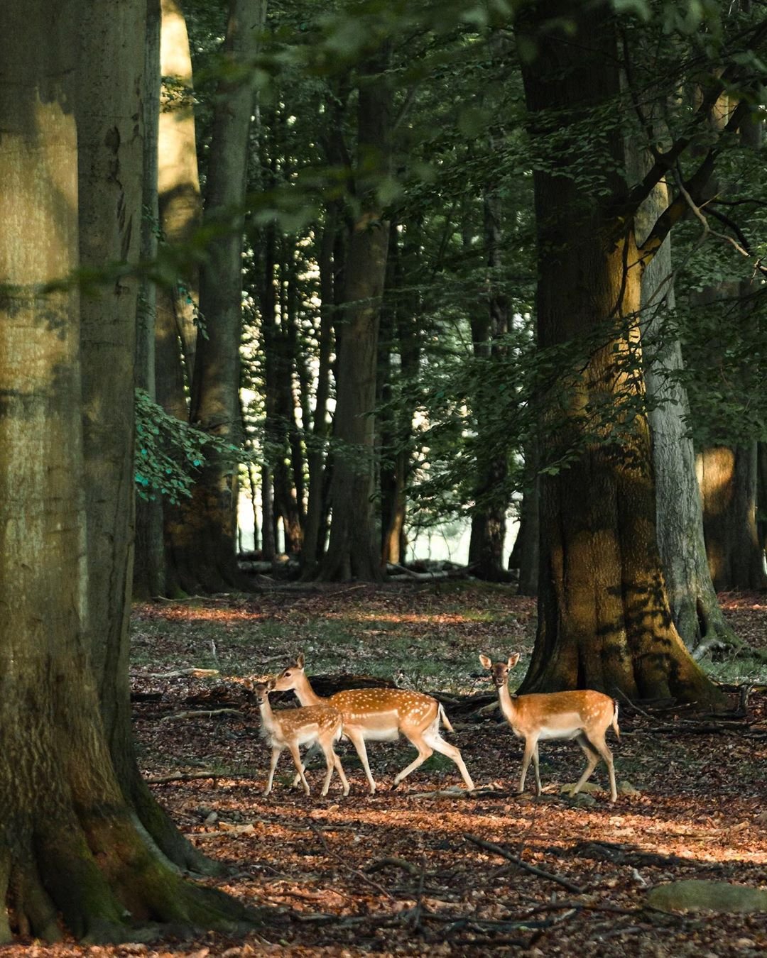 Deer at Dyrehaven deer park