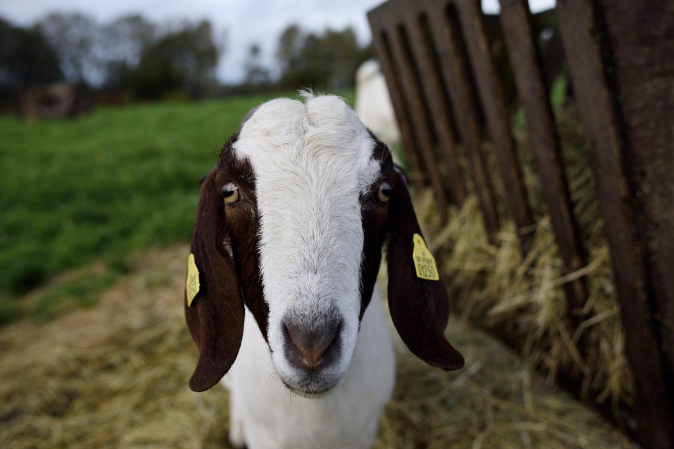 Ziege auf dem dänischen Pilgerweg Heerweg