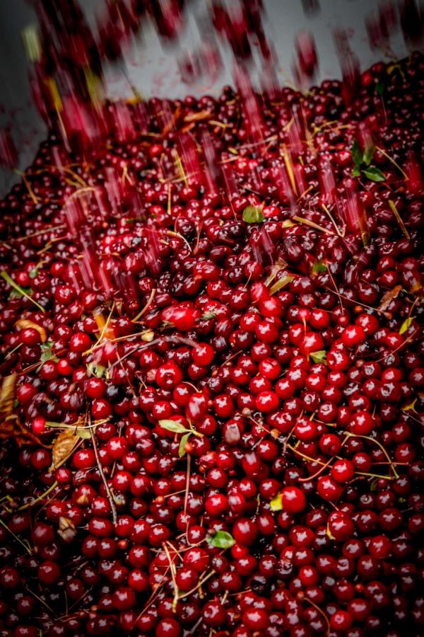 Cherries at Frederiksdal