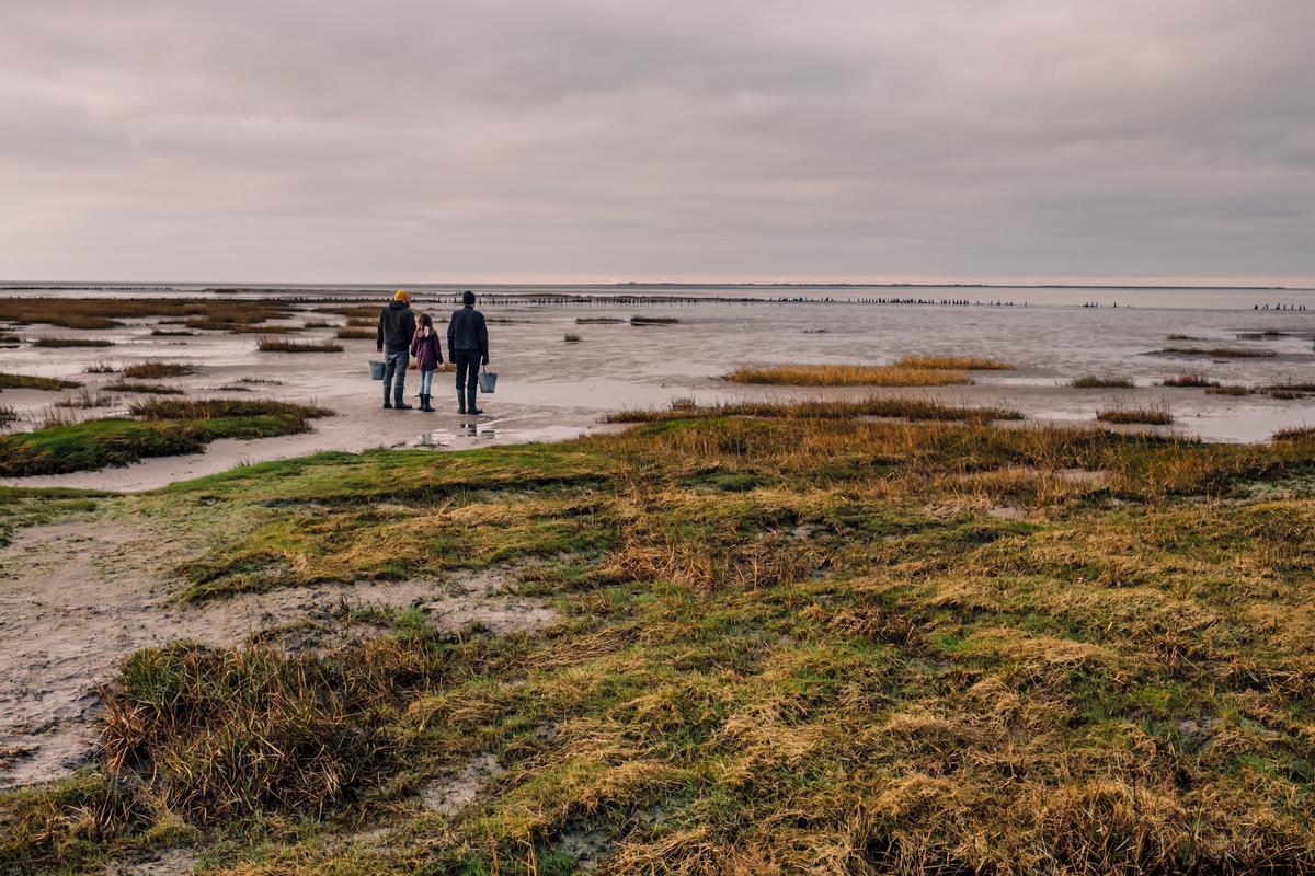 Oysters by the Wadden Sea