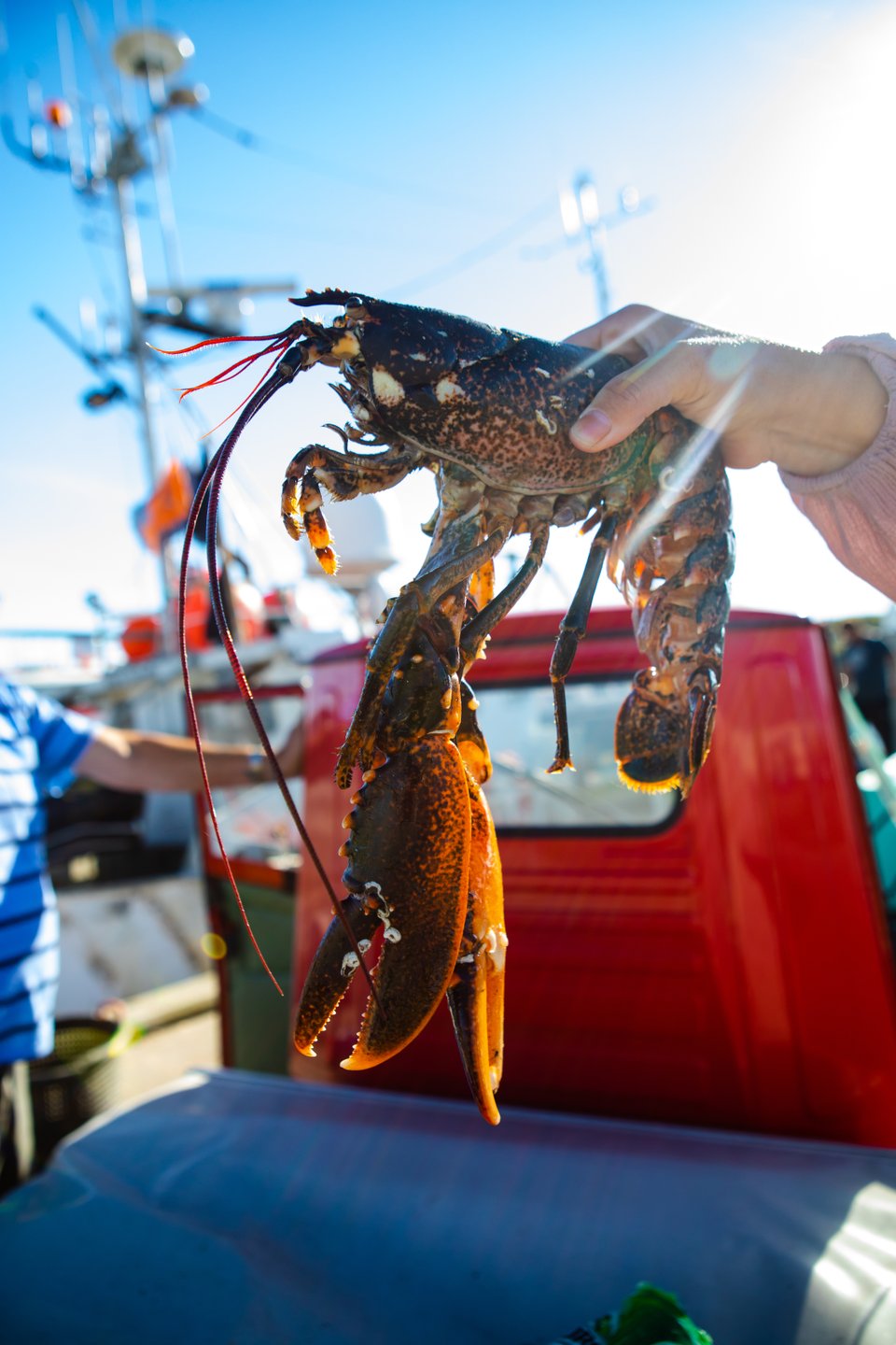A  freshly caught lobster on a fishing boat in Thorsminde's harbour on the Danish west coast.