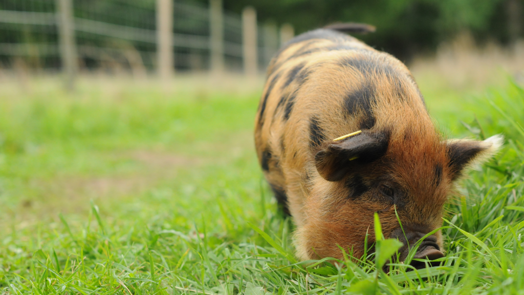 Tothavens Hof und Hofladen in Dänemark