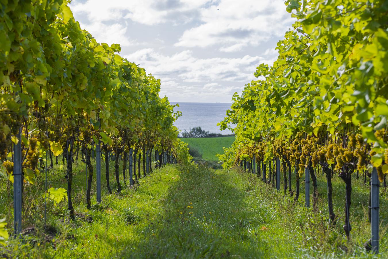 Weingut Dyrehøj Vingård auf Røsnæs, Westseeland