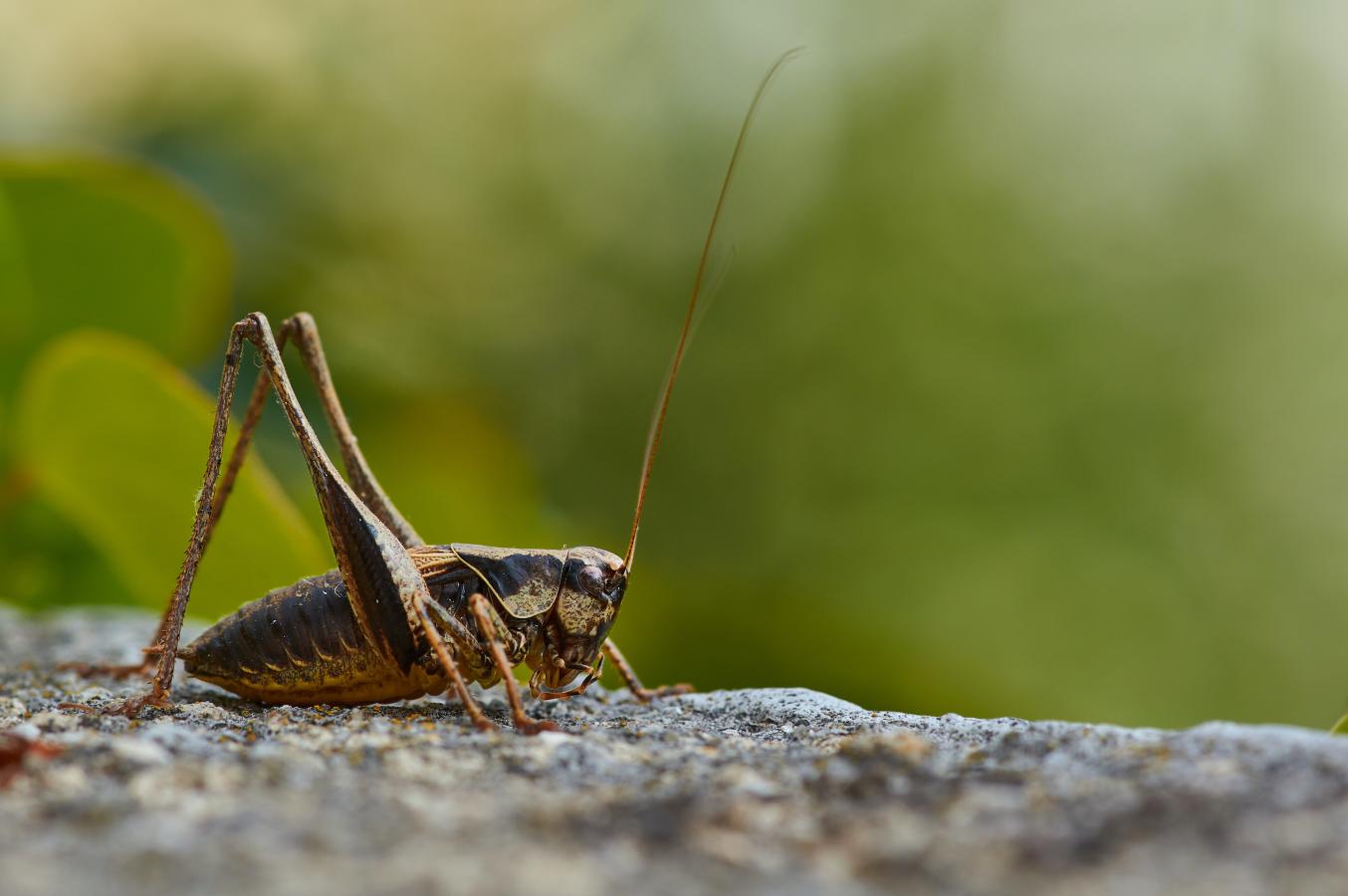 A cricket