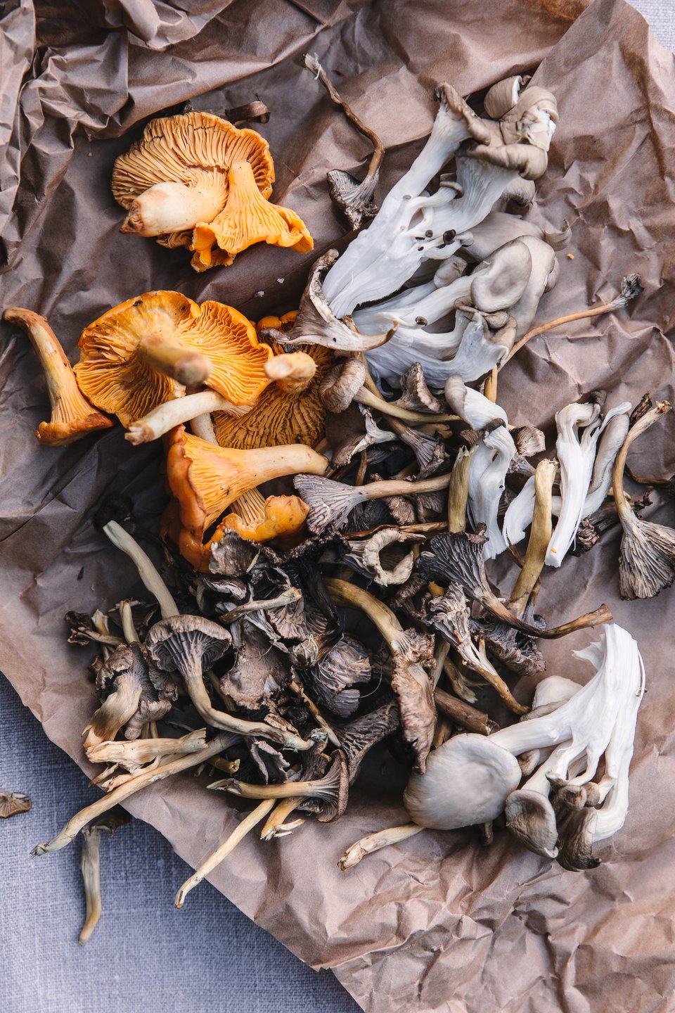 Pilze sammeln im Wald in Dänemark