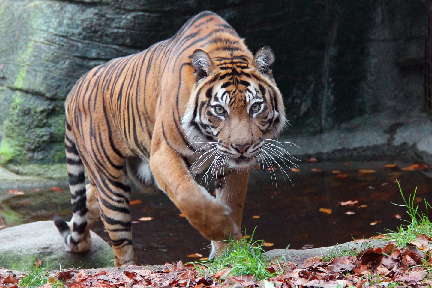 Tiger in Aalborg Zoo, Aalborg