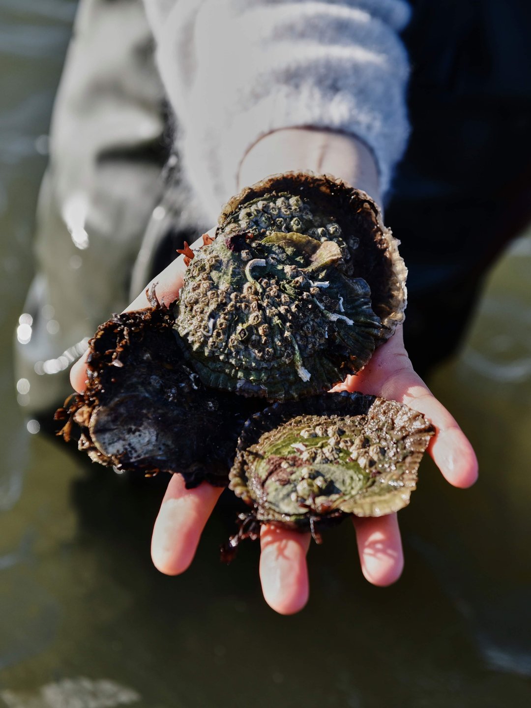 Person holding a  moussel, Mors, Northjutland