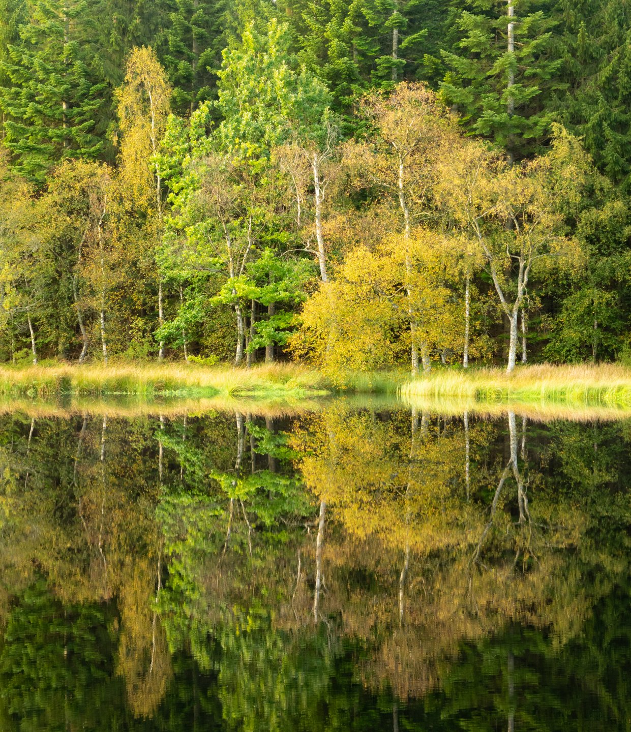 Rold Skov, Wald in Nordjütland