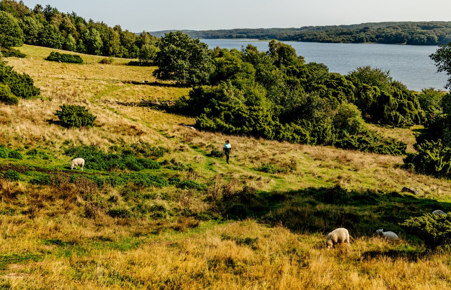 Frau wandert auf der Panoramarute Mariager Fjord, Dänemark