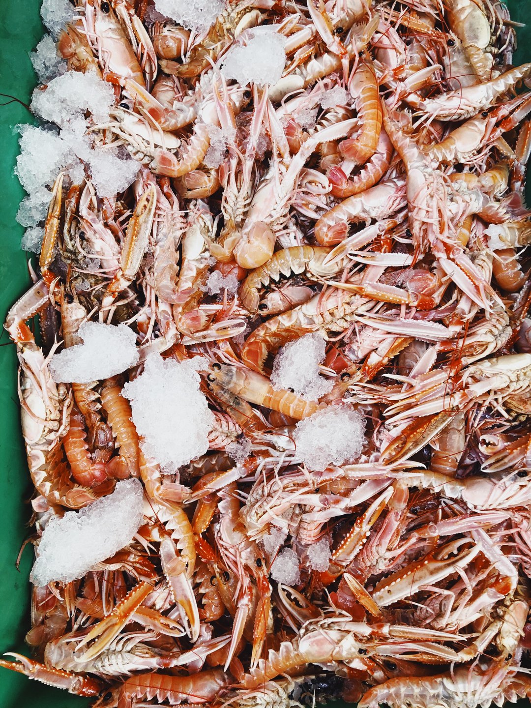 Jomfruhummer i Danmark