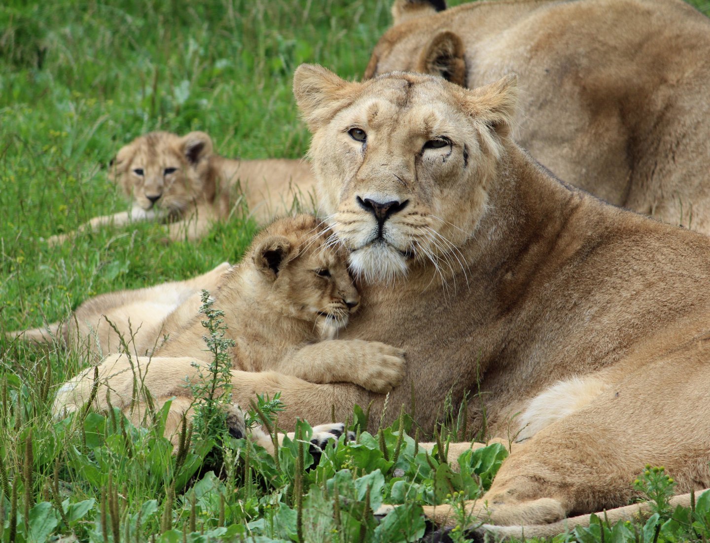 Tijgers in Aalborg Zoo