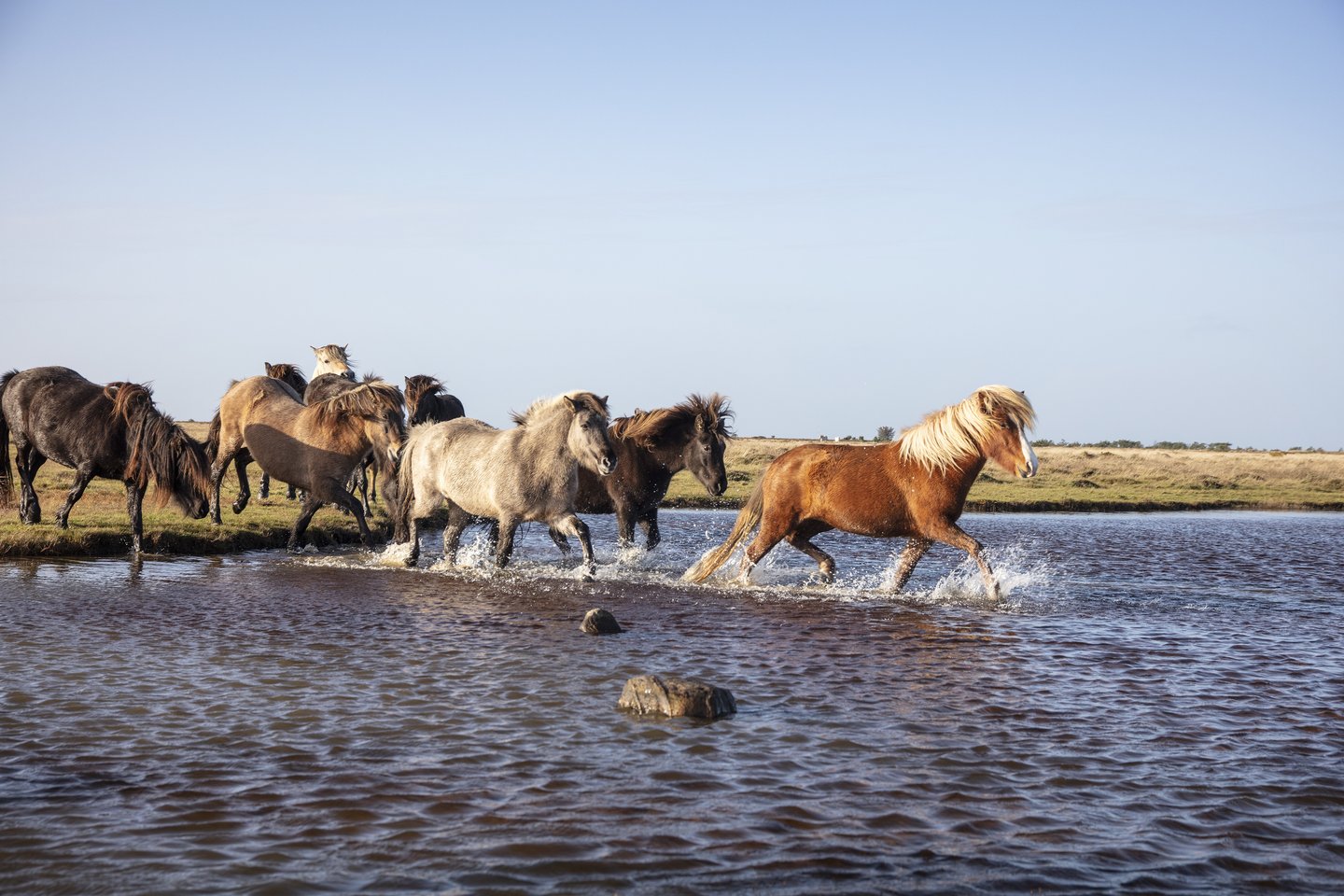 Horses, Læsø, North Jutland