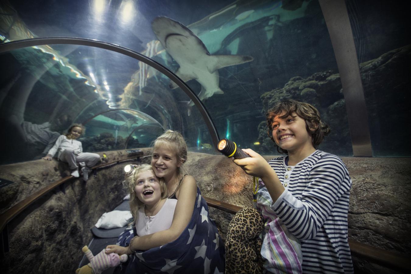 Sov med hajerne kattegatcenter