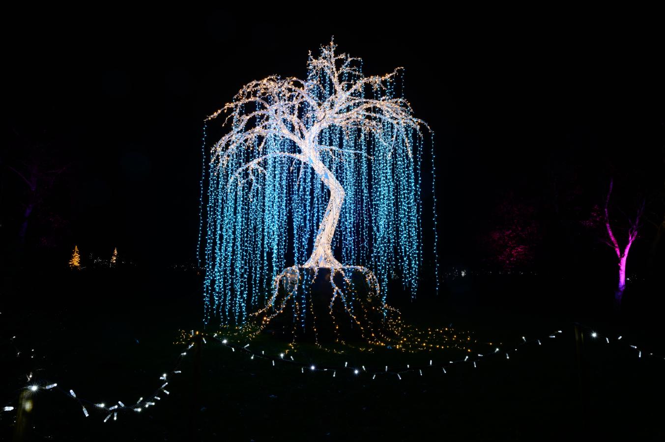 Bild von einem leuchtenden Baum, der ein Teil des Lichtfestivals Lumagica ist