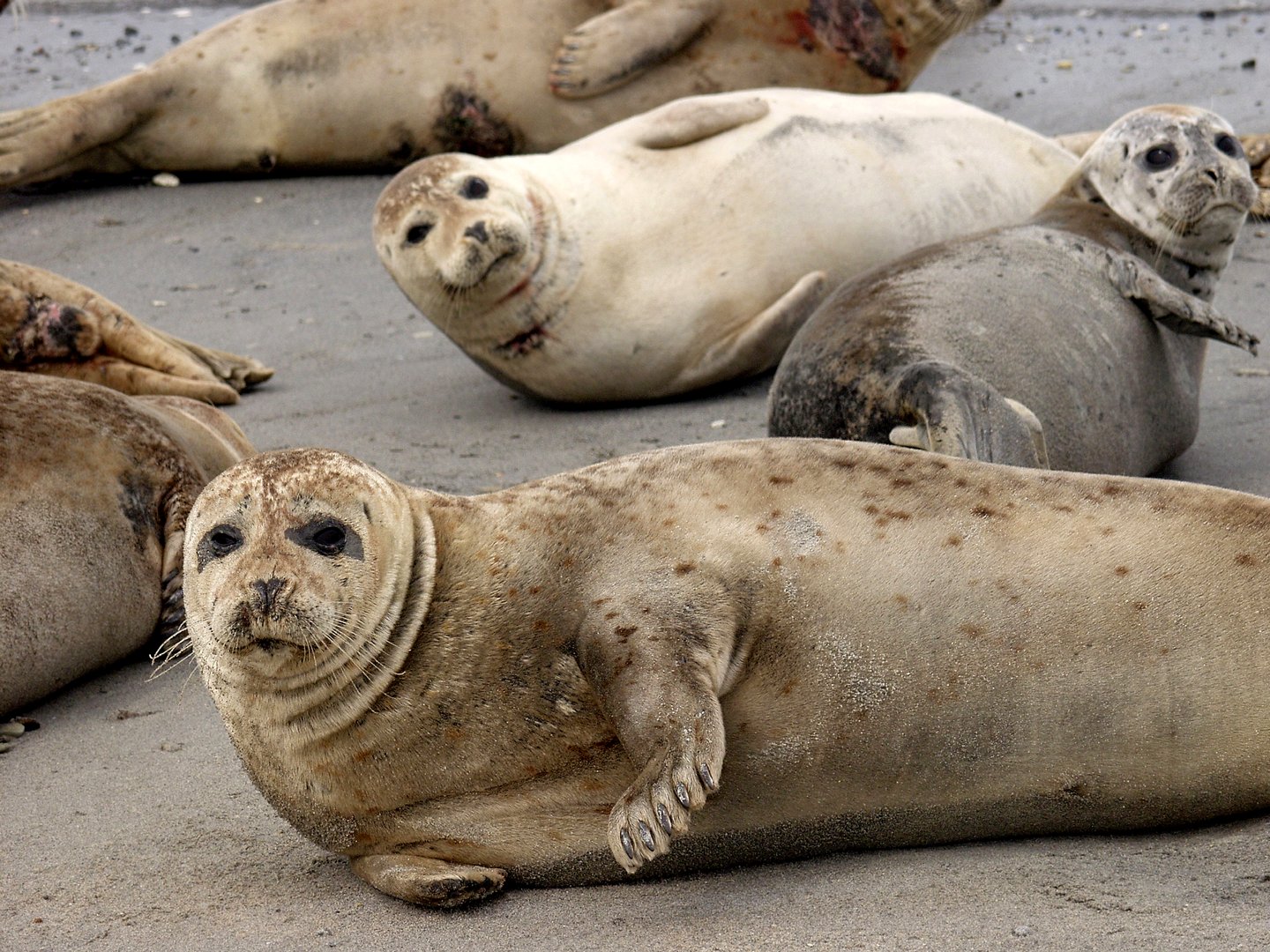 Seal safari at the Wadden Sea, Denmark